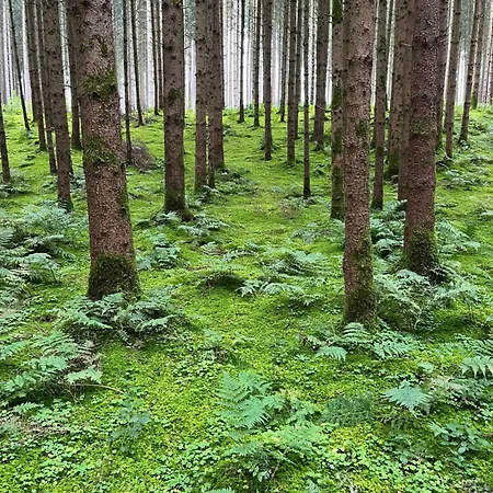 Zur Tanne Apartment *